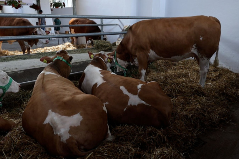 Crna Gora ostaje bez mleka: Za deceniju 10.000 krava manje