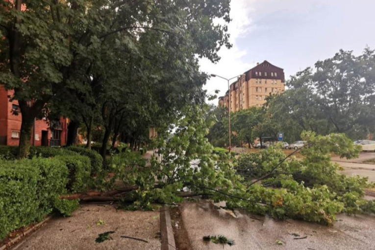 Tragedija izbegnuta za dlaku: Nevreme oborilo ogromno stablo na ulicu u centru Podgorice