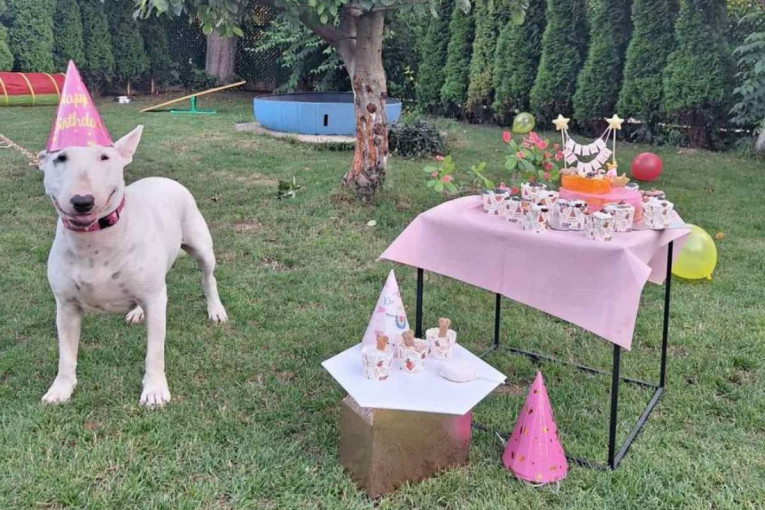 Proslava rođendana za pse u pansionu: Tu su kapice, torta, muzika i baloni i zabava je zagarantovana (FOTO)