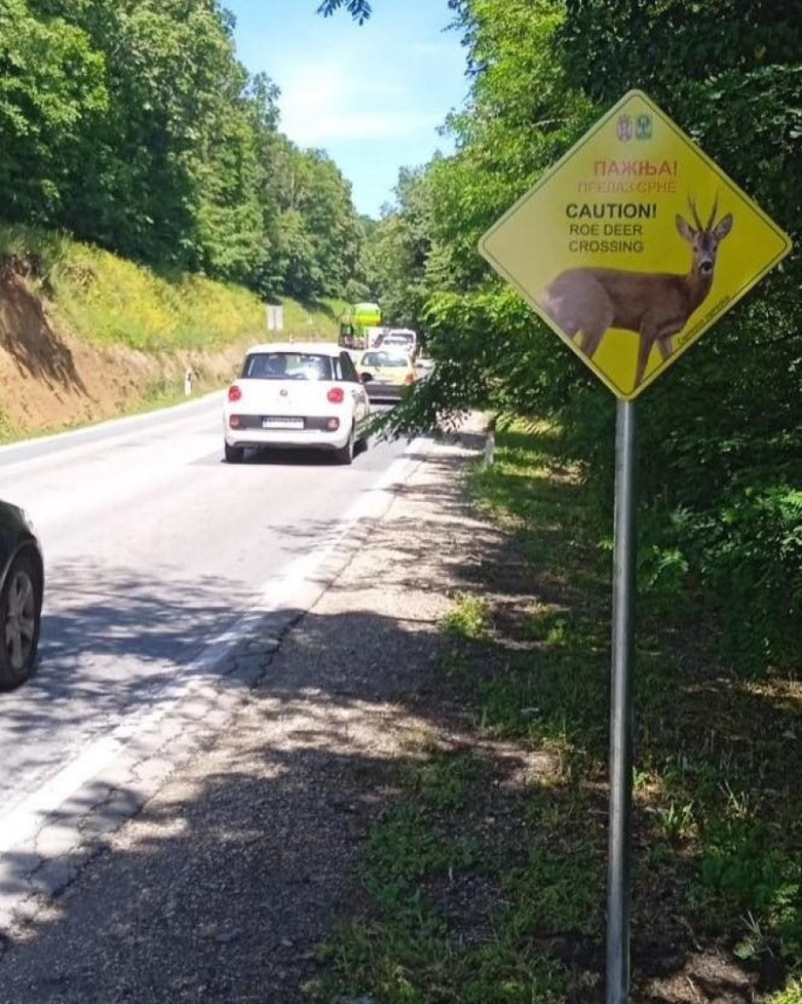 Pažnja! Lisica, jazavac i srna prelaze put! Hit table iznenadile sve na Tari, Kopaoniku i Fruškoj gori (FOTO)