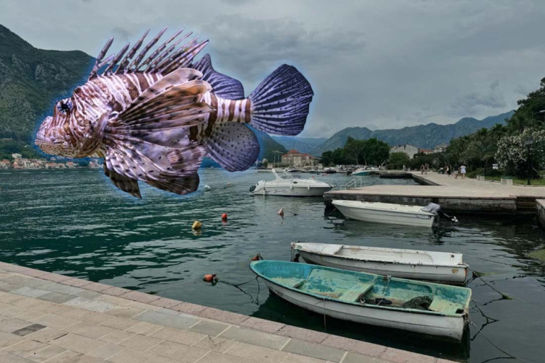 Otrovna riba uočena na Crnogorskom primorju: Njen otrov može da izazove paralizu, ukoliko vas ubode odmah uradite ovo!