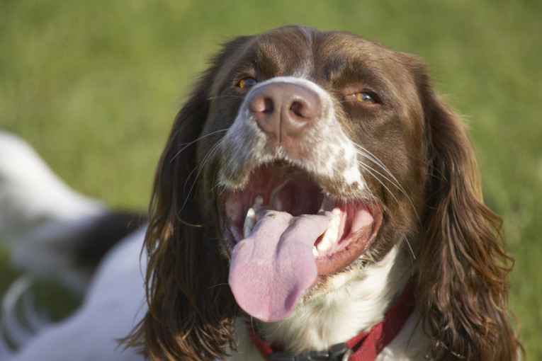 Luksuzna seliba, a ujedno i dobar biznis: Kako milijarderi premeštaju životinje, ne žale novac