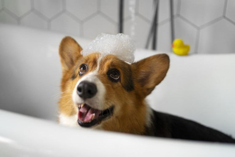 Kupanje psa: Koliko je dovoljno, a koliko previše za zdravu i sjajnu dlaku vašeg ljubimca