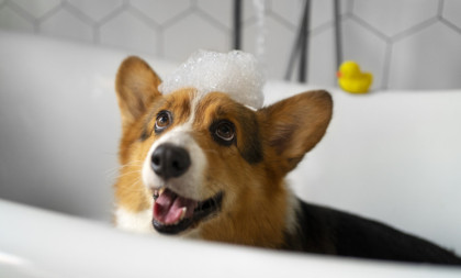 Skoro svi prave jednu grešku: Evo šta nikako ne smete da radite kada kupate psa