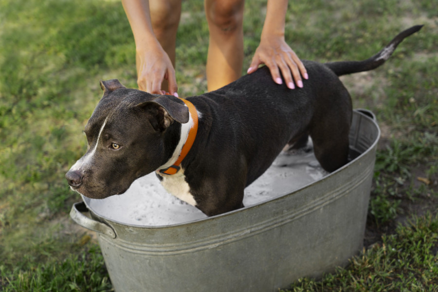 Najčešće greške prilikom kupanja psa: Pazite, možete ozbiljno da ga ugrozite