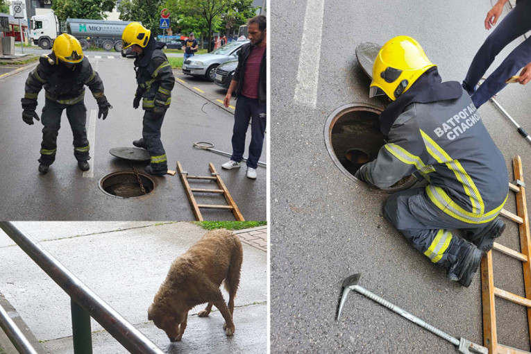 Upornost devojčice Marine spasila je Žujku: Pas izvučen iz cevi u Petrovaradinu