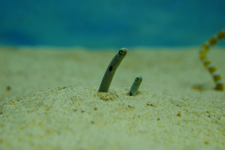 Kanađani presreli sumnjivu pošiljku: Zaplenili jegulje vredne 250.000 dolara!