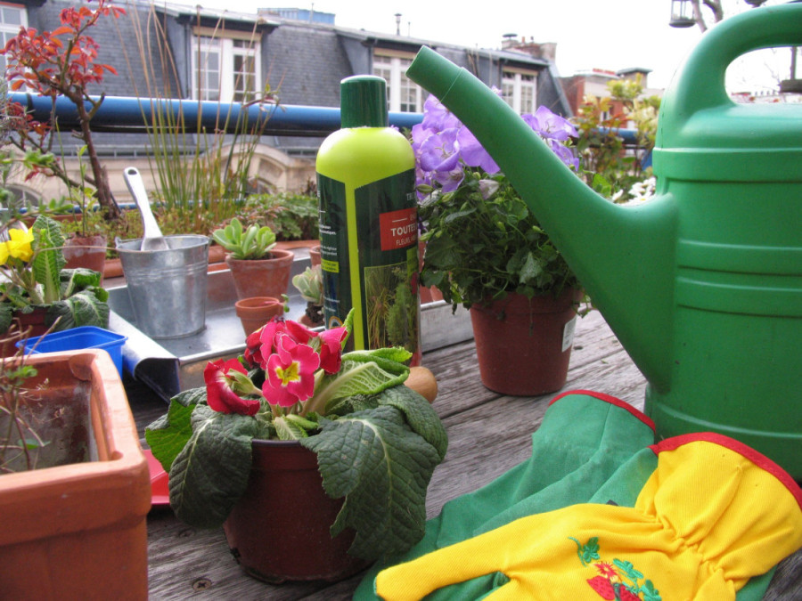 Letnja žega ne prašta: Kada sunce nemilosrdno peče, ovako ćete spasiti svoje cveće