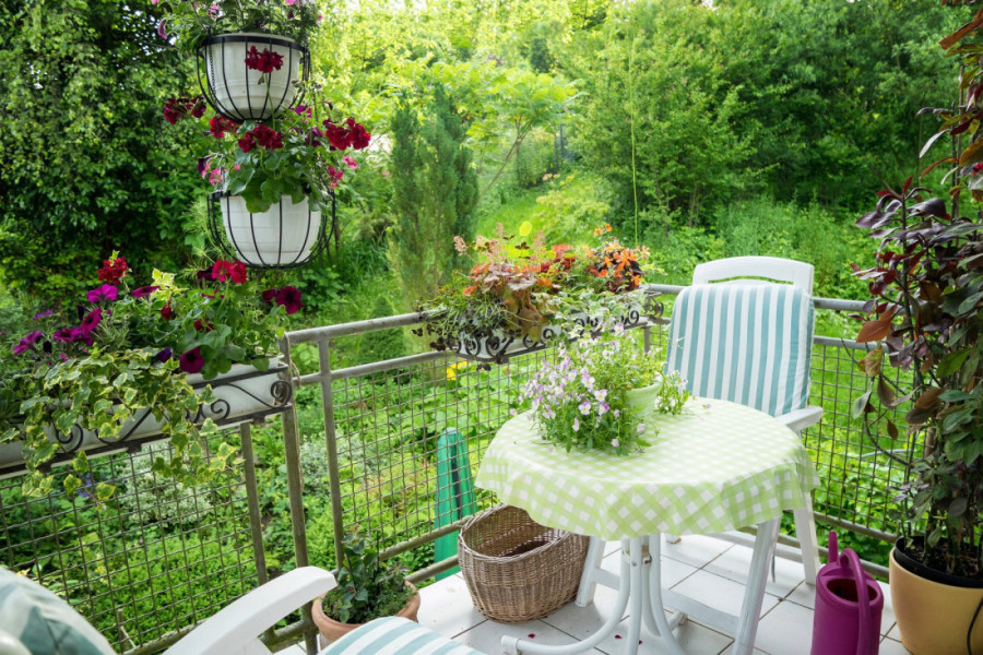 Letnja žega ne prašta: Kada sunce nemilosrdno peče, ovako ćete spasiti svoje cveće