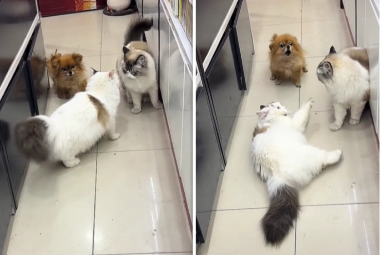 Da se zna ko je šef: Mačka u par sekundi zavela red i pokazala ko je glavna faca u kući (VIDEO)