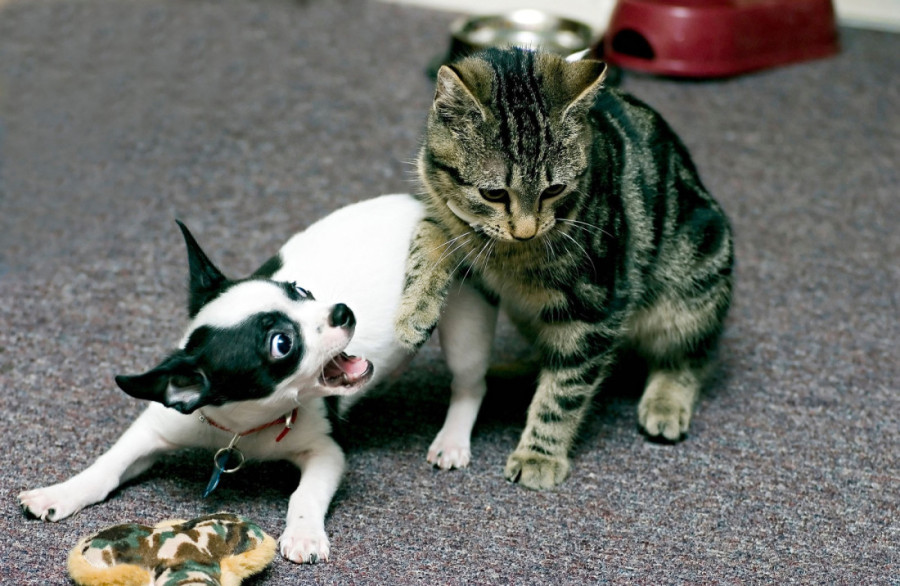 Igra ili krvavi obračun? Evo kako da odgonetnete šta se dešava između vašeg psa i mačke