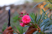 Pretvorite svoj vrt ili terasu u mediteranski raj: Tajne jednostavnog razmnožavanja oleandra reznicama