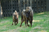 Fruška gora jača populaciju bizona: Iz Češke stigli Tajfun i Tatrenka (FOTO/VIDEO)