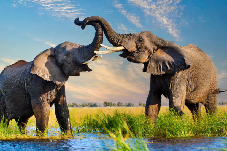 Slonovi jedan drugog dozivaju po imenu: Revolucionarno otkriće o komunikaciji ovih pametnih životinja