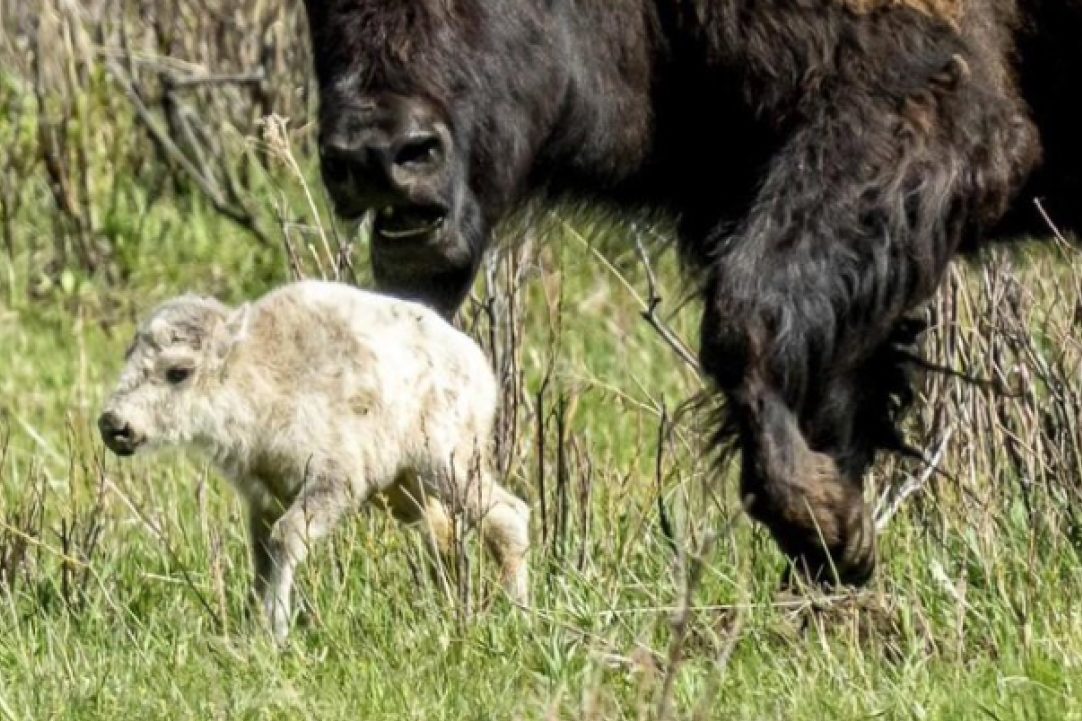 Rođenje retkog belog teleta bizona u Jeloustounu: "Njegov dolazak sličan drugom dolasku Isusa Hrista"