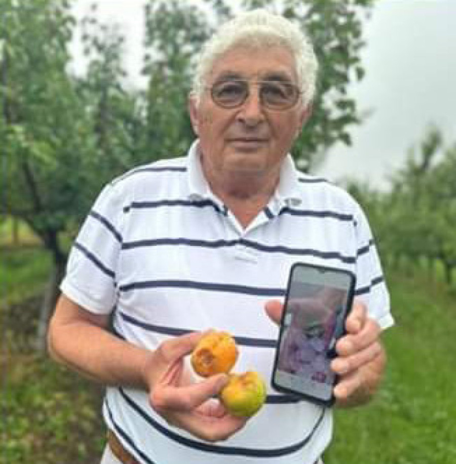 Uništene i razlupane kajsije sedam dana pre berbe: Voćari iz podjeličkih sela i danas sabiraju ogromnu štetu koju je donelo nevreme (FOTO)