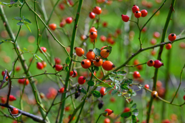 Organska proizvodnja šipka na severu Banata! Suša smanjila rod, ali kvalitet izvanredan – Karolj bere divlje ruže