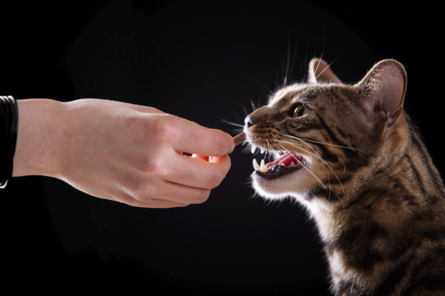 Od sove do krave: Svete životinje kojima se klanjaju ljudi širom sveta kriju mnoge tajne