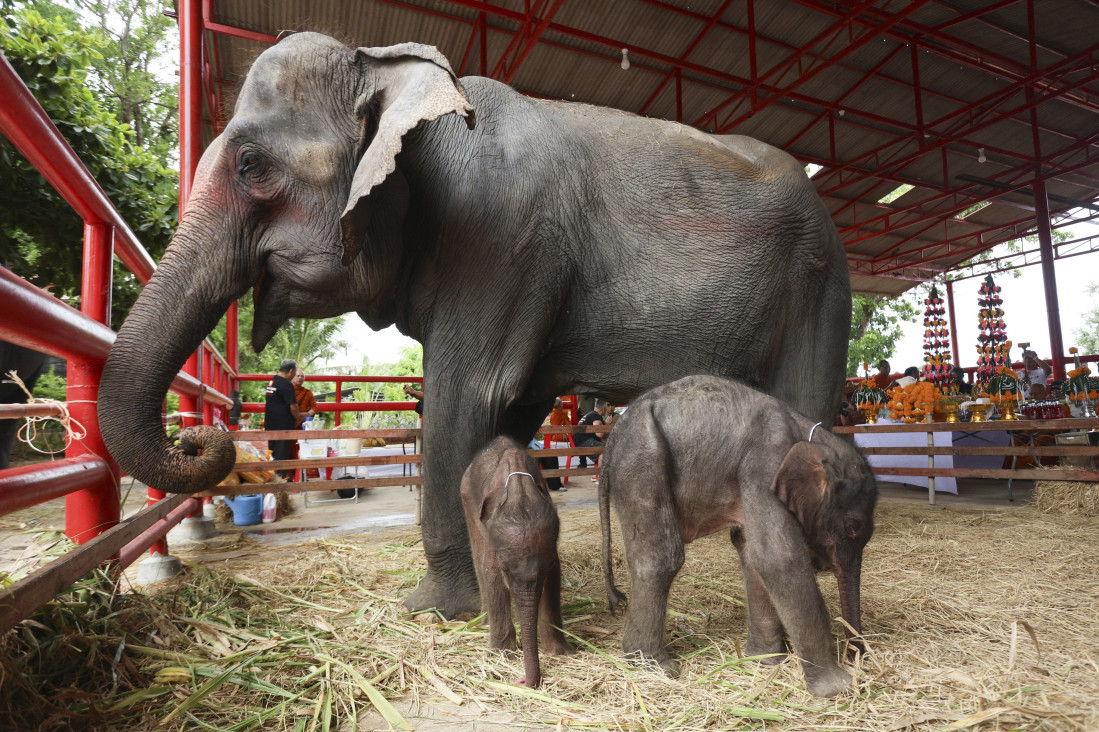 Čudo na Tajlandu! Rođen blizanački par slonova, brat i sestra teže "samo" 115 kilograma! (FOTO)