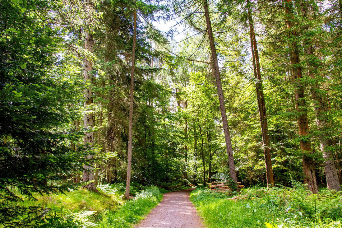 Sadimo za budućnost, čuvamo za potomke: Upola veći plan pošumljavanja u Srbiji!