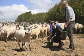 Sunak se obrukao na farmi: Pokušavao da nahrani stado ovaca, one mahnito bežale od njega (VIDEO)