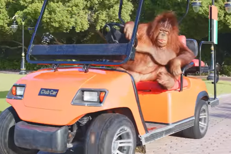 Ženka orangutana vozi bolje od mnogih: A ima i šta - od kola za golf, preko poršea do električnih vozila (VIDEO)