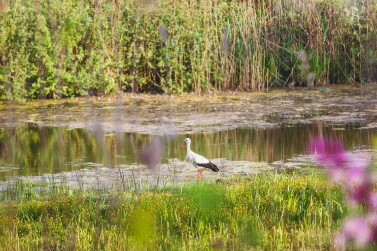 Borba protiv zagađenja: Ministarstvo traži ideje za novi zakon!