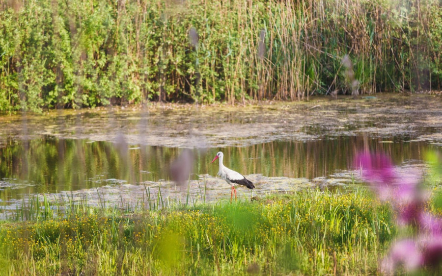 Noćenje samo 500 dinara! U ovoj srpskoj banji nema ko da vam prepiše terapiju, a svi hrle u nju
