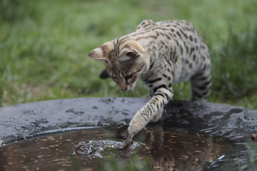 Osam saveta za rashlađivanje mačke: Najbolji načini da osvežite svoju ljubimicu kada temperature rastu