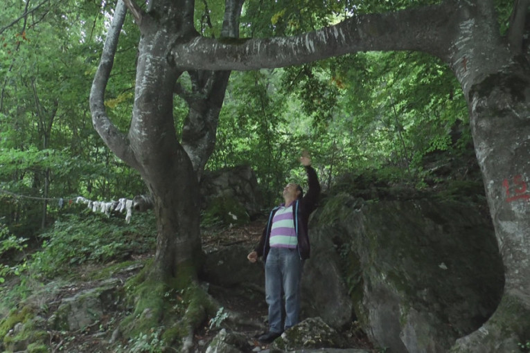 Čudo prirode u selu Mlanča kod Kraljeva: Dve bukve spojene trećim stablom, ovde parovi iz svih delova Srbije dolaze da učvrste svoju ljubav