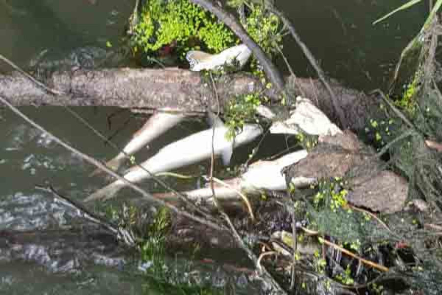 Horor na reci Kolubari: Stotine mrtvih riba pluta po površini, hitno prijavljeno nadležnim organima (VIDEO/FOTO)