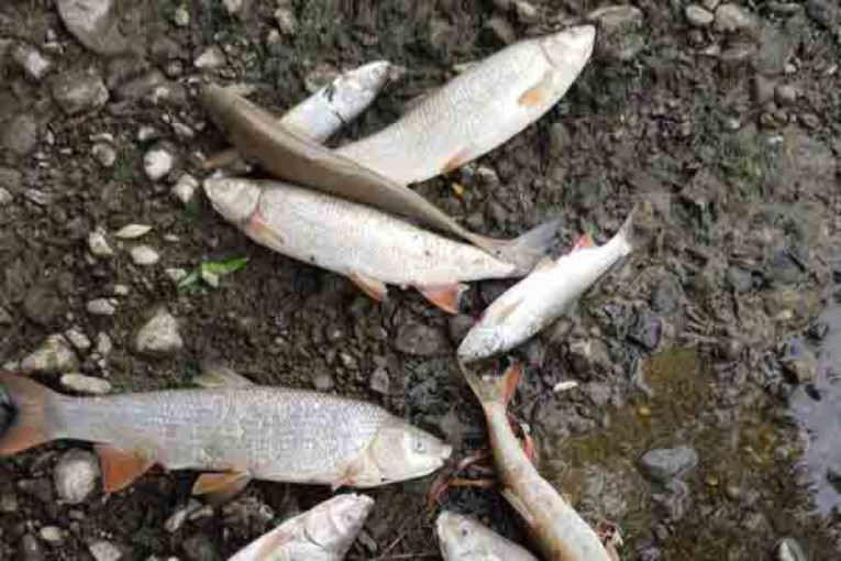 Horor na reci Kolubari: Stotine mrtvih riba pluta po površini, hitno prijavljeno nadležnim organima (VIDEO/FOTO)