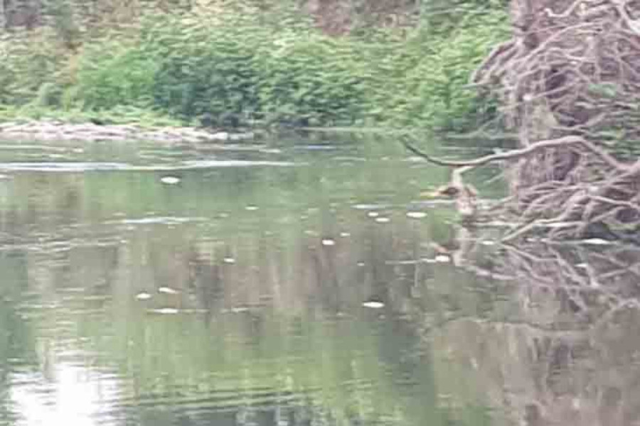 Horor na reci Kolubari: Stotine mrtvih riba pluta po površini, hitno prijavljeno nadležnim organima (VIDEO/FOTO)