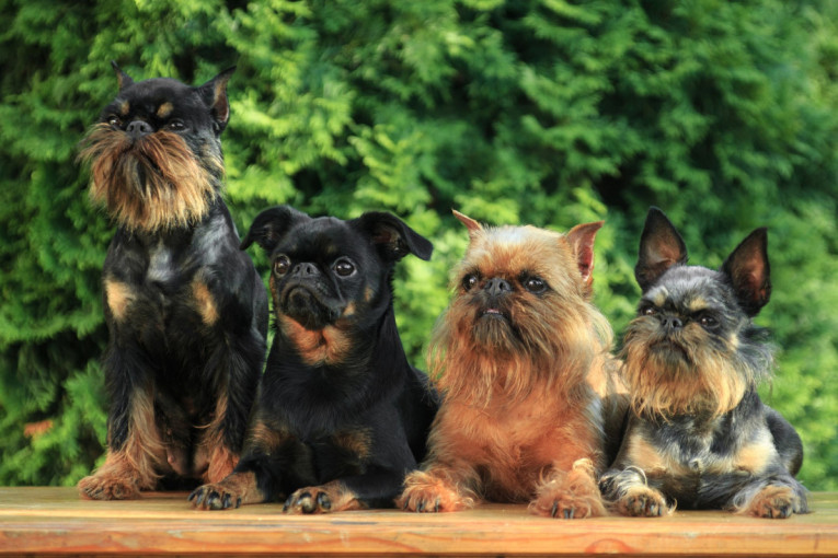 Pet najneobičnijih rasa pasa: Svuda su atrakcija gde god da se pojave