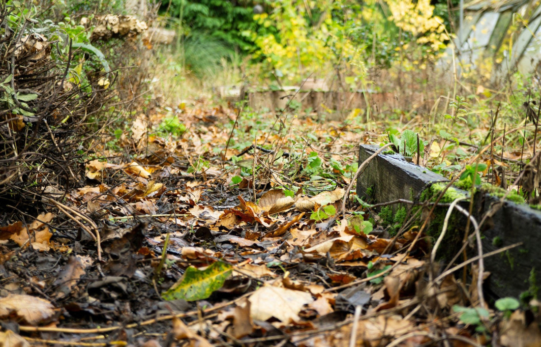 Pet grešaka koje privlače komarce u vaše dvorište: Ne dozvolite krvopijama da vam pokvare lepo leto