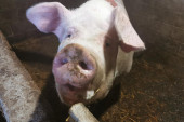 Alarmantno u Bajinoj Bašti: Pojavila se svinjska kuga, rizično pet naseljenih mesta
