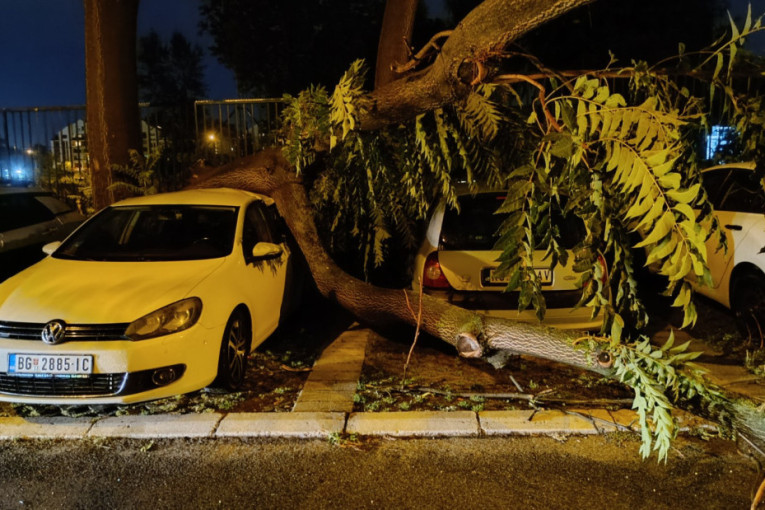 Haube ulubljene, stakla polupana: Kako naplatiti štetu ako vam zbog nevremena stablo uništi automobil?
