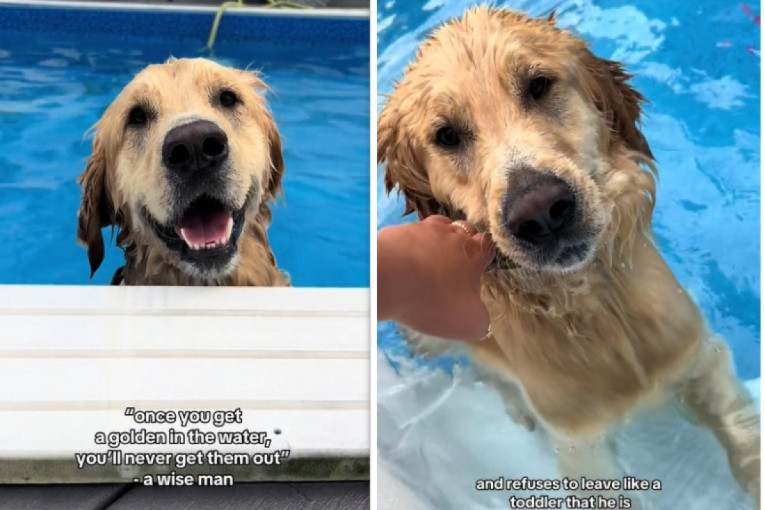 Savršen plan: Pas se ušunjao u komšijin bazen iako je to strogo zabranjeno, ali toliko je sladak da mu se sve oprašta (VIDEO)