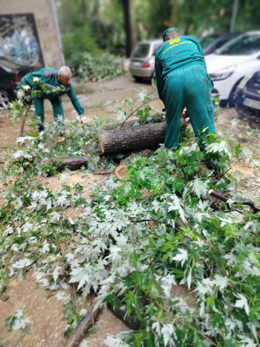 36 sati na terenu! Ekipe "Zelenila" imale 461 intervenciju, evo šta je sve oluja oštetila