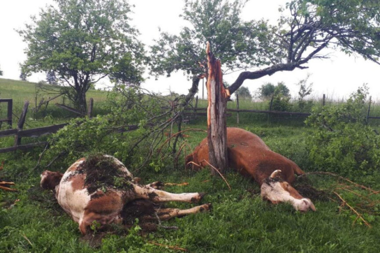 Horor na Žabljaku: Udar groma usmrtio pet krava