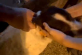 Ognjen i Mihajlo su ljudine: Spasili psa kojeg je dva puta udario auto, niko mu nije prišao, oni su ga odveli kod veterinara (VIDEO)
