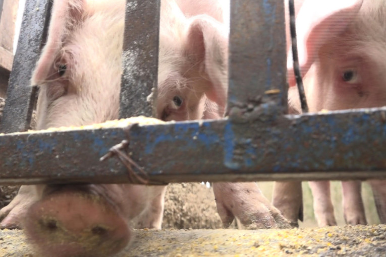 Još dva dana do novca: Zna se ko može da dobije, a sredstva su bespovratna