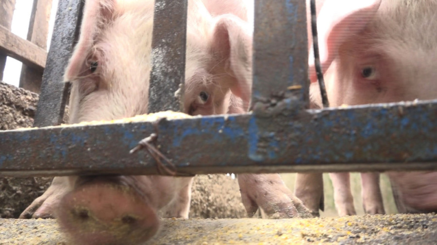 Da se smrzneš: Nećete verovati šta nam pakuju kao hranu