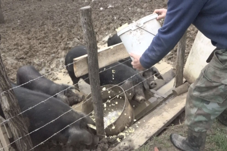 Veterinar otkrio kako svinja kreće u napad: Prvo krene da školja zubima, a onda... (FOTO)