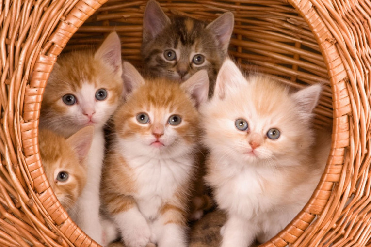 Koliko mačka može da ima mačića? Rekord je 19, a ova cifra je uobičajena