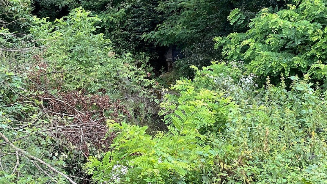Ne lomite nam bagrenje: Neko je posekao stoletna stabla i uništio pravi mali raj u naselju Loznica u Čačku (FOTO)