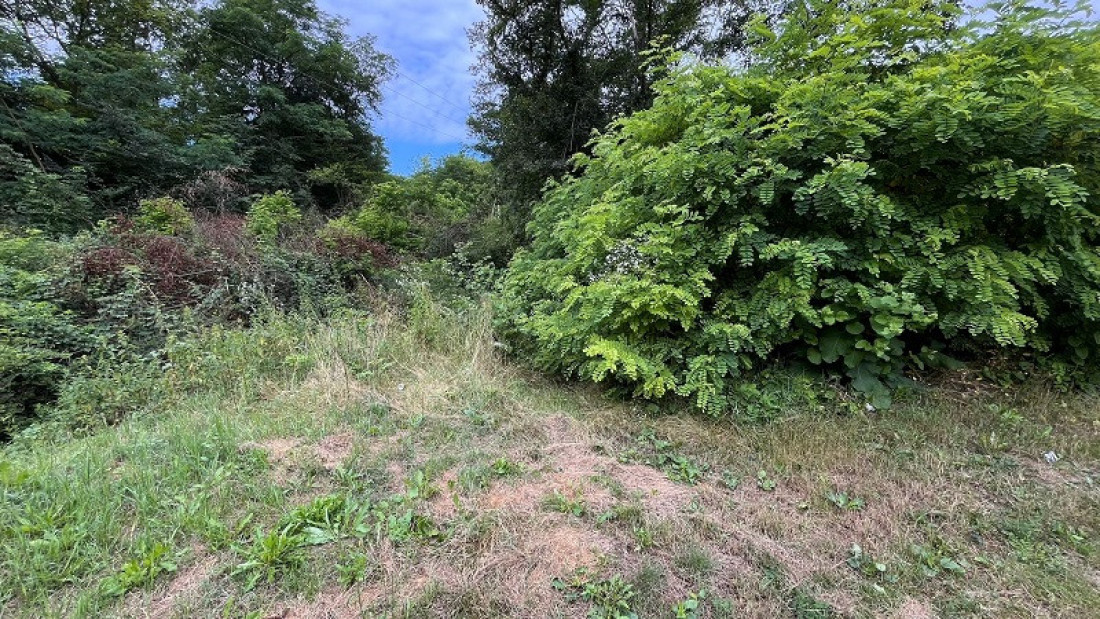 Ne lomite nam bagrenje: Neko je posekao stoletna stabla i uništio pravi mali raj u naselju Loznica u Čačku (FOTO)