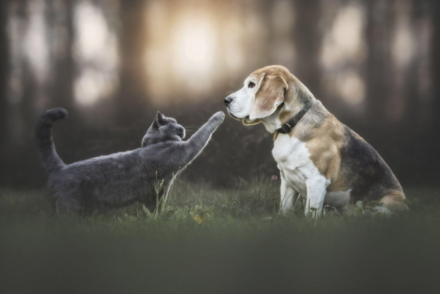 Mačke nisu tako hladne kao što mislite: Novo istraživanje otkriva kako tuguju za drugim ljubimcima