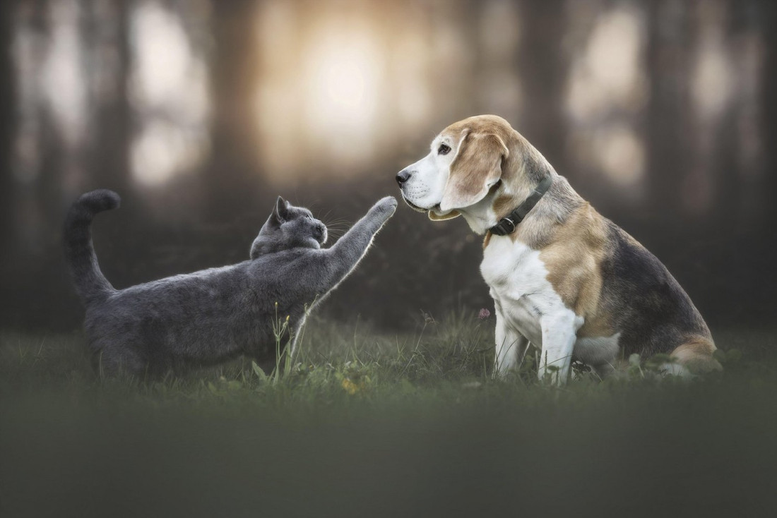 Prijateljstvo bez granica: Mačka se odlučila na potez koji uopšte ne liči na tu vrstu, samo da bi bila uz svoju drugaricu (VIDEO)