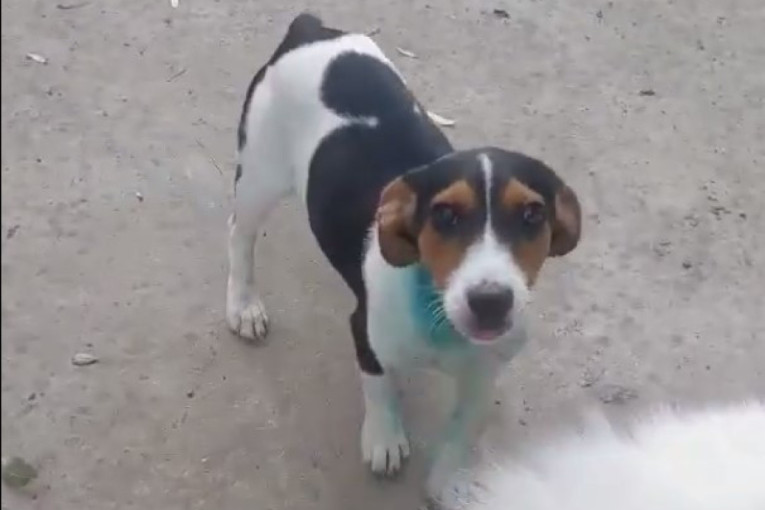 Bio je vezan, mučen, a na ljudski dodir plače od straha: Sudbina šteneta Mikija nikoga nije ostavila ravnodušnim (FOTO/VIDEO)